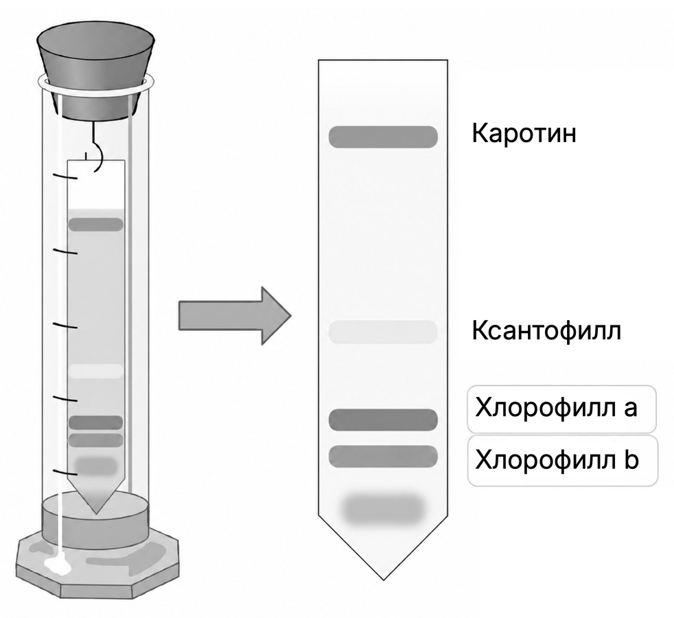 Какой метод изучения биологии показан на рисунке?