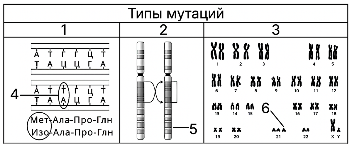 Типы мутаций под цифрами 1-6: