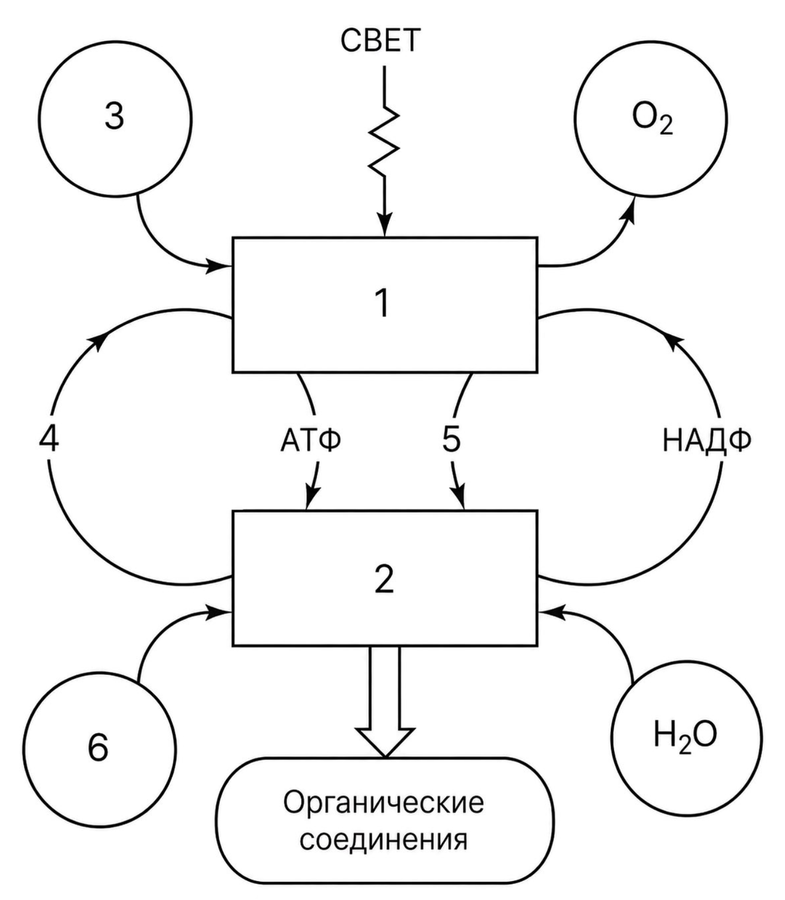 Что обозначено на схеме цифрами 1-6?