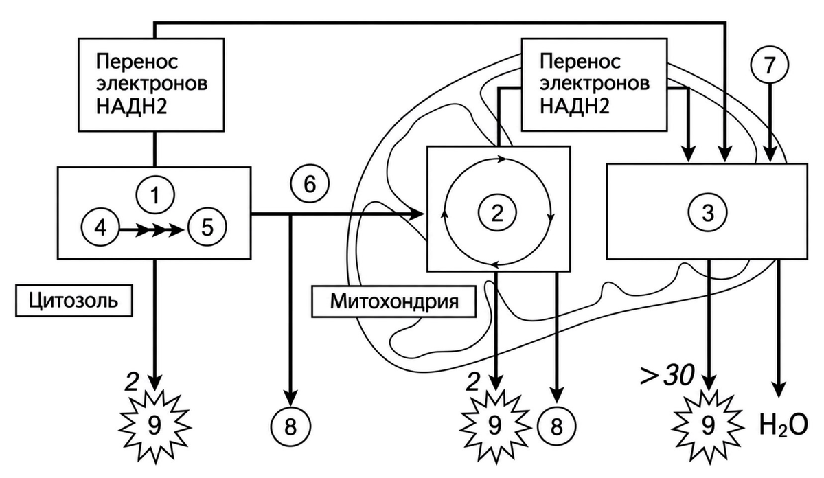 Процессы и молекулы, обозначенные 1-9 на схеме: