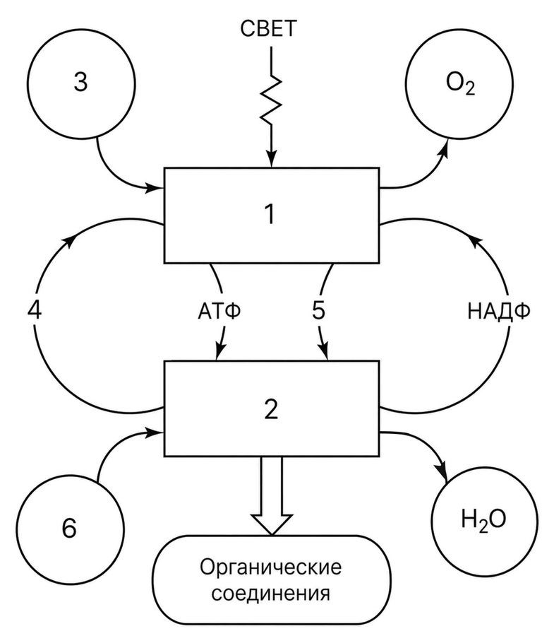 Что обозначено на схеме цифрами 1-6?