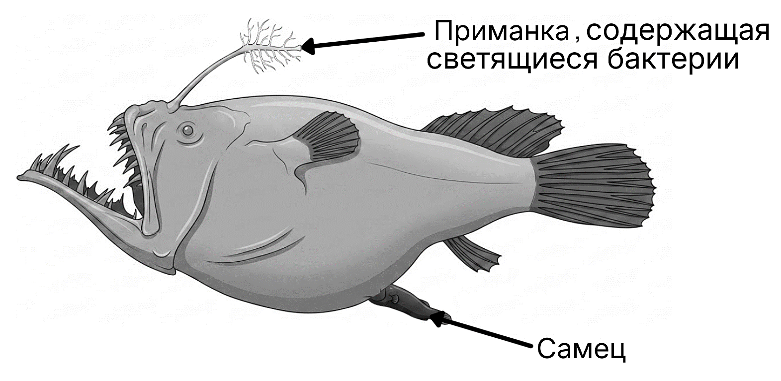 Рисунок