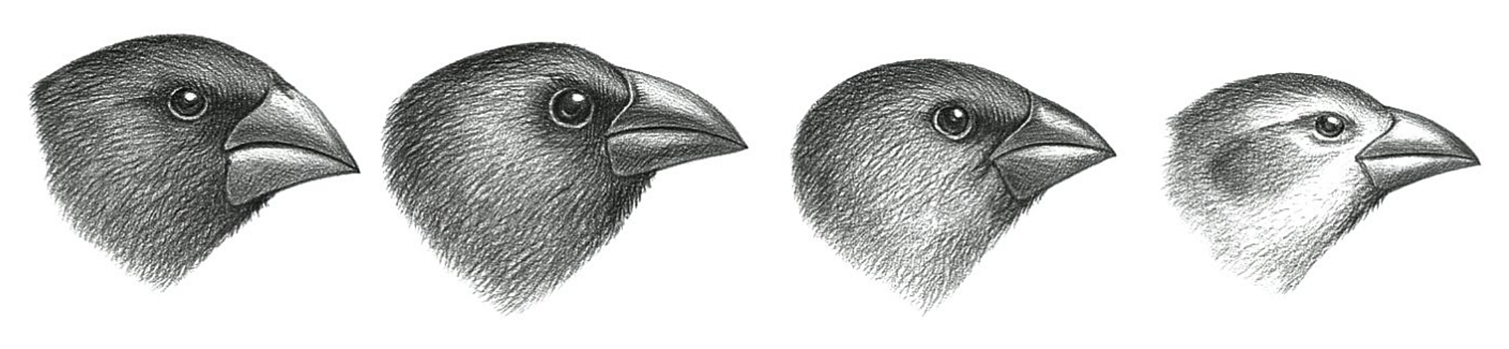 Рисунок