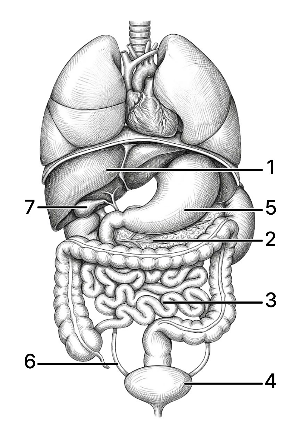 Рисунок
