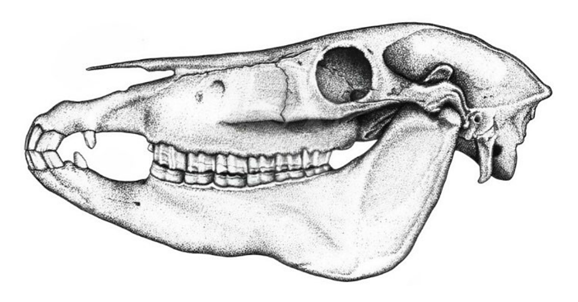 Рисунок