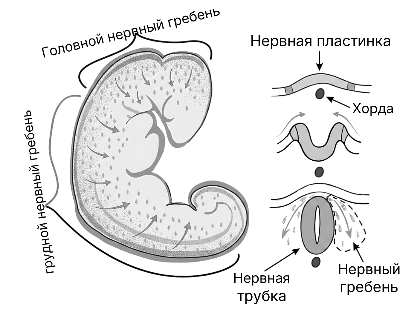 Рисунок