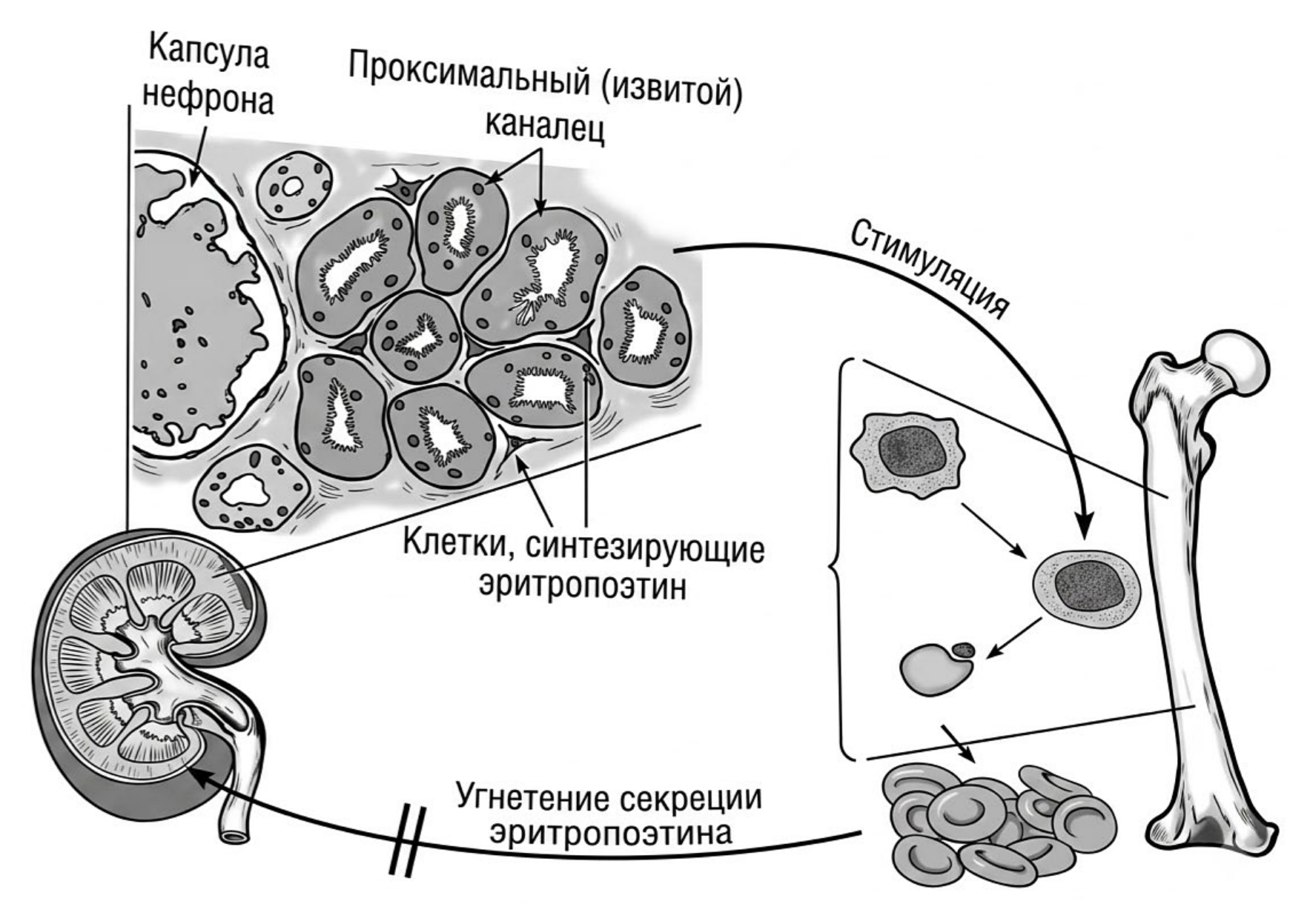 Рисунок