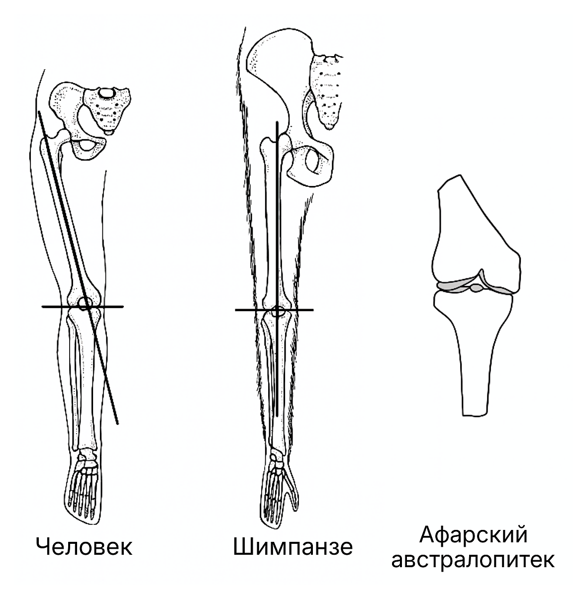 Рисунок