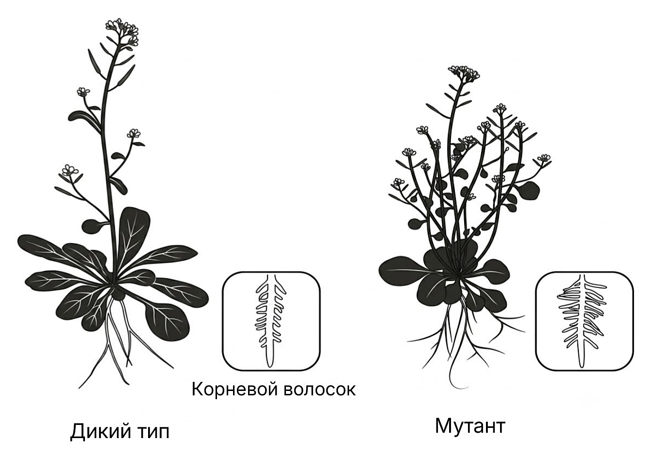 Рисунок