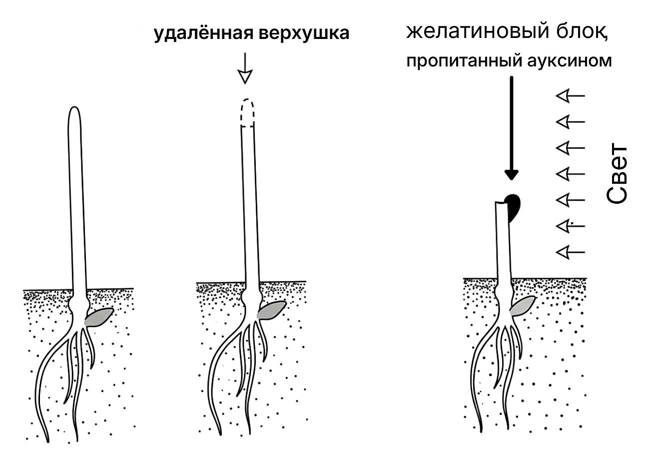 Рисунок