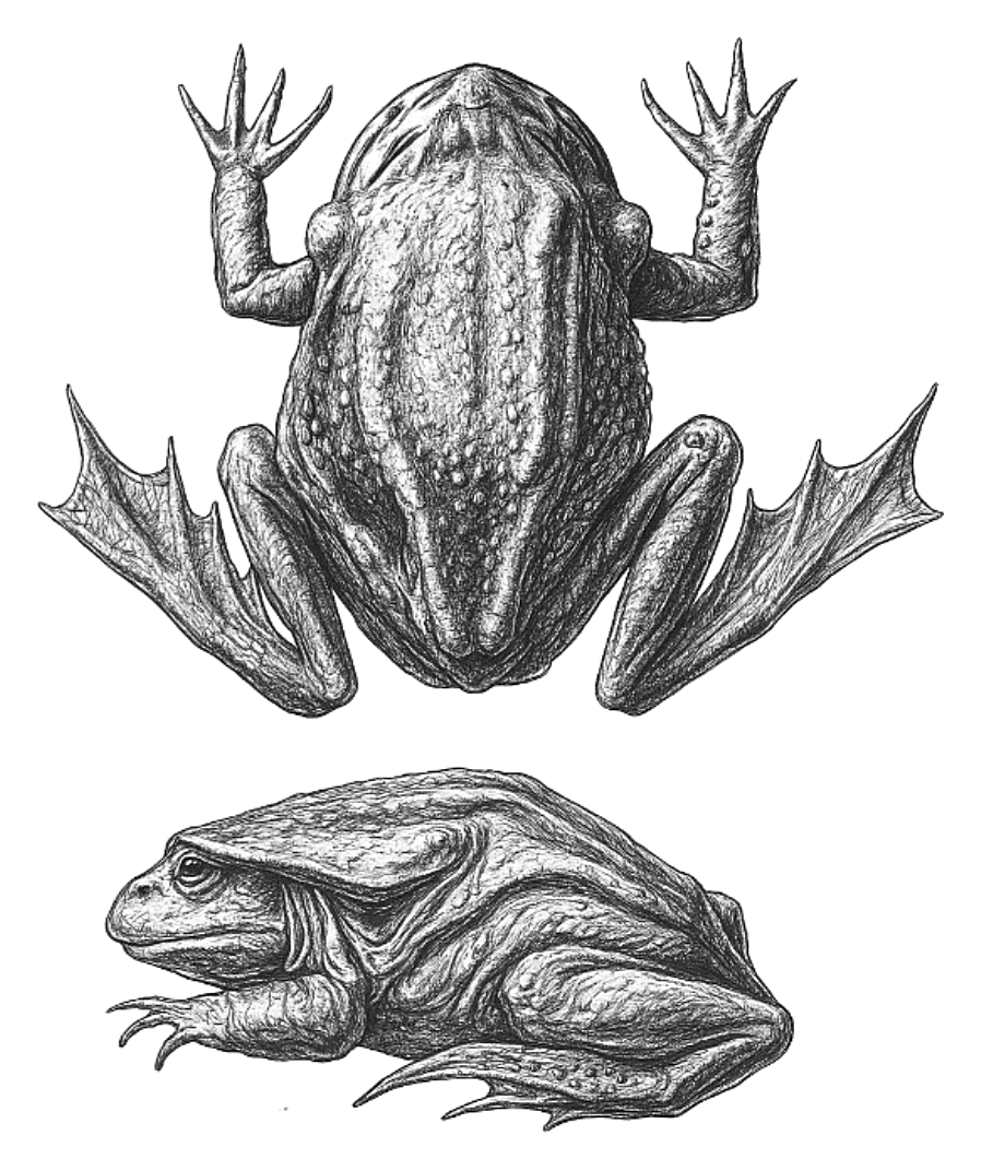 Рисунок