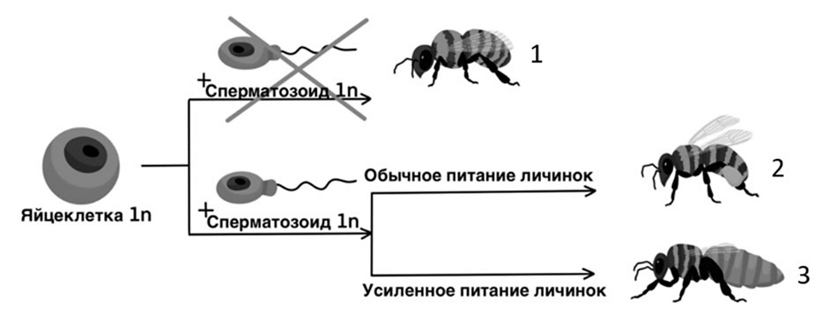 Рисунок
