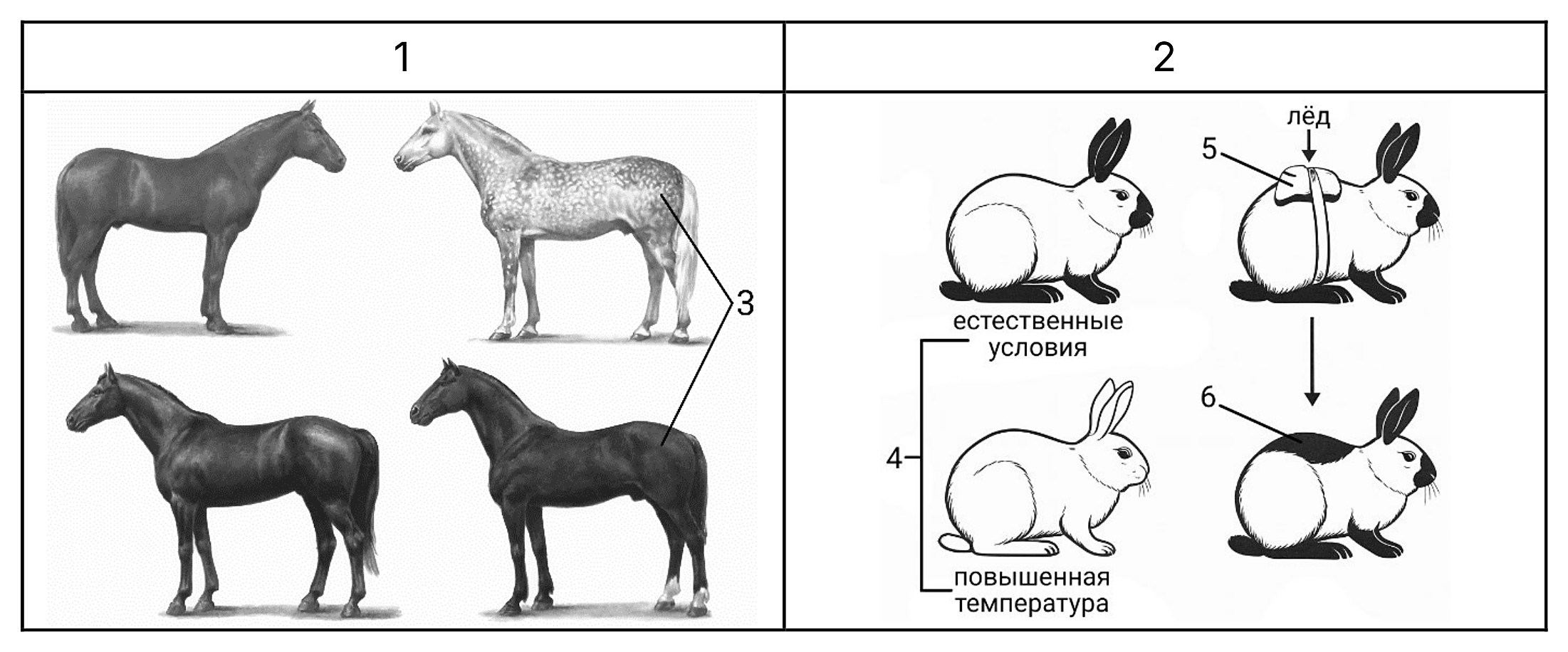 Рисунок