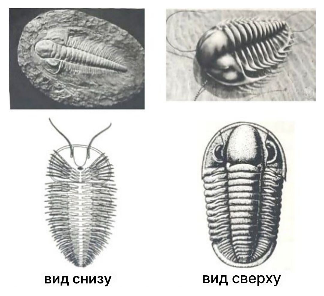 Рисунок
