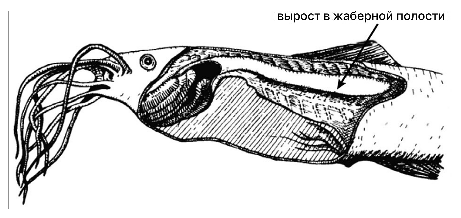 Рисунок
