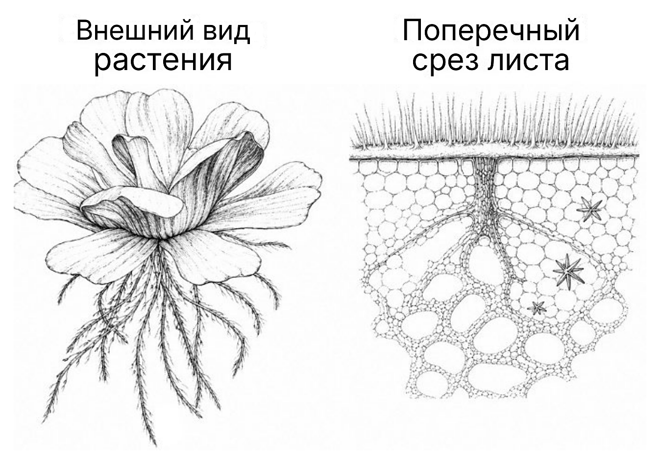 Рисунок