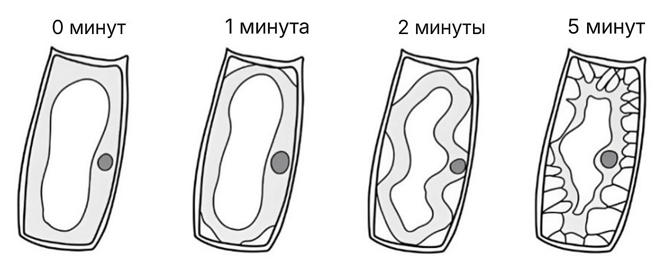 Рисунок