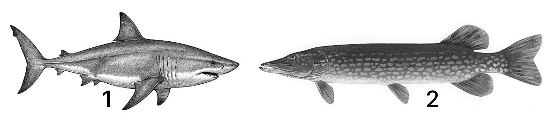 Рисунок