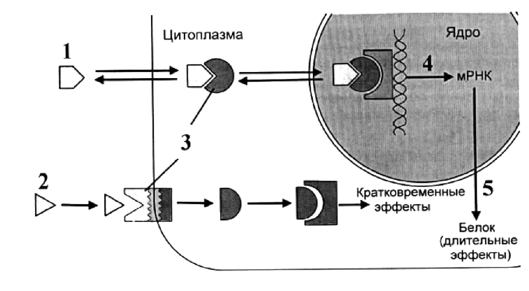 Рисунок