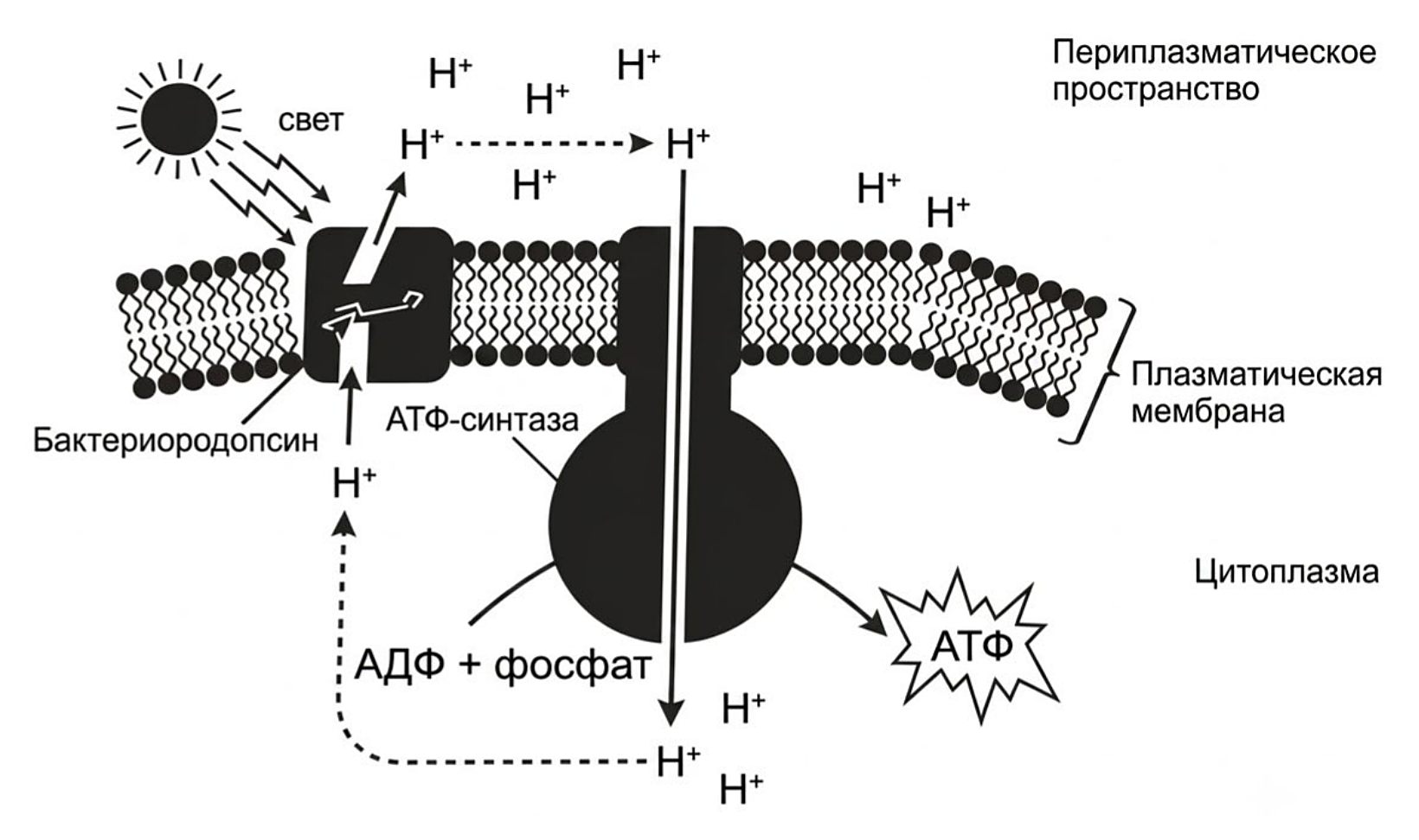 Рисунок