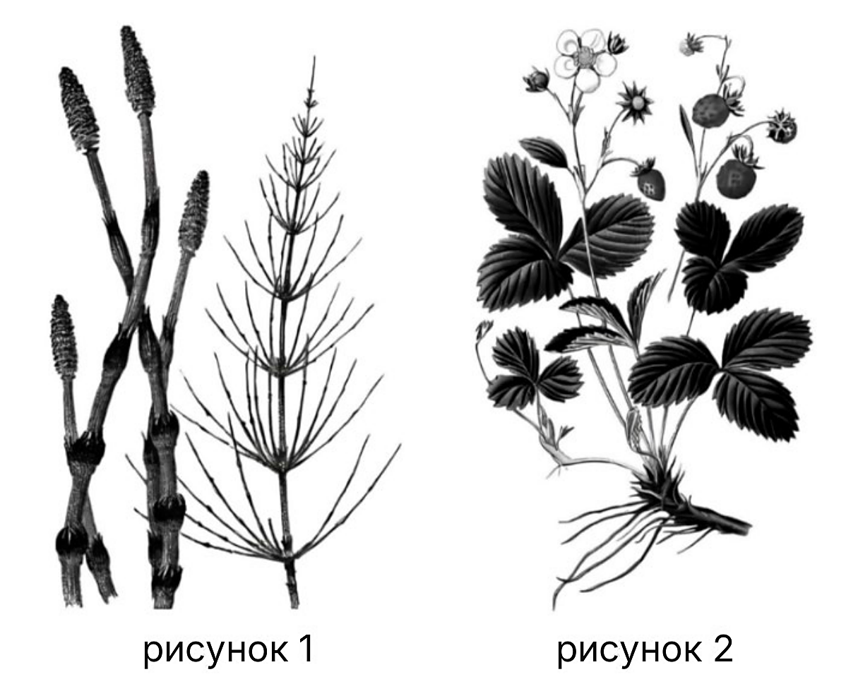 Рисунок