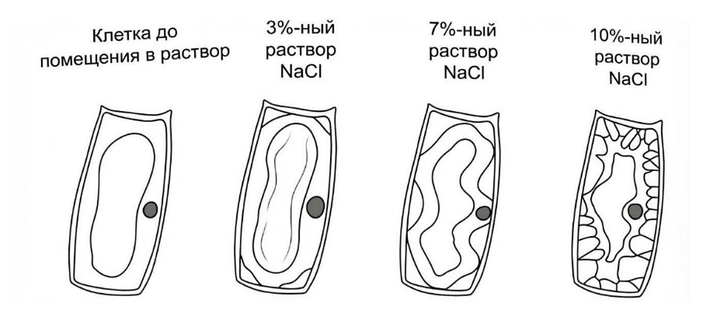 Рисунок
