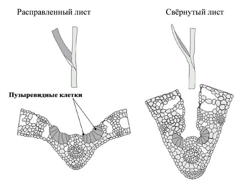 Рисунок