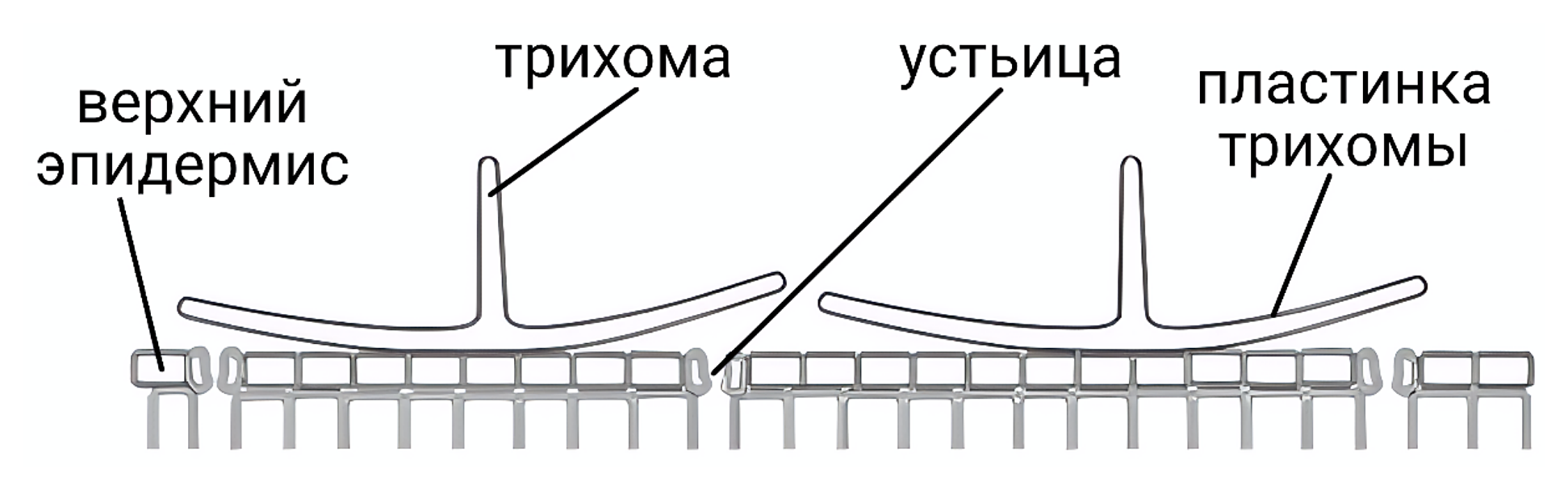 Рисунок