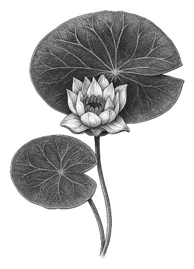 Рисунок