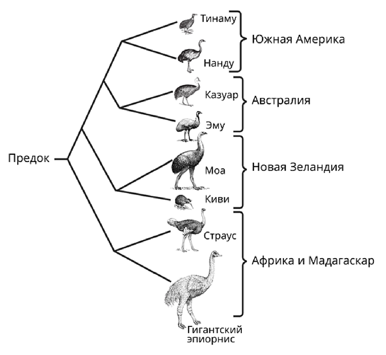 Рисунок