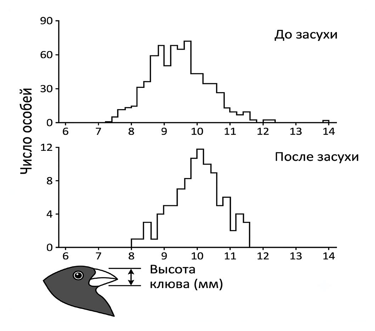 Рисунок