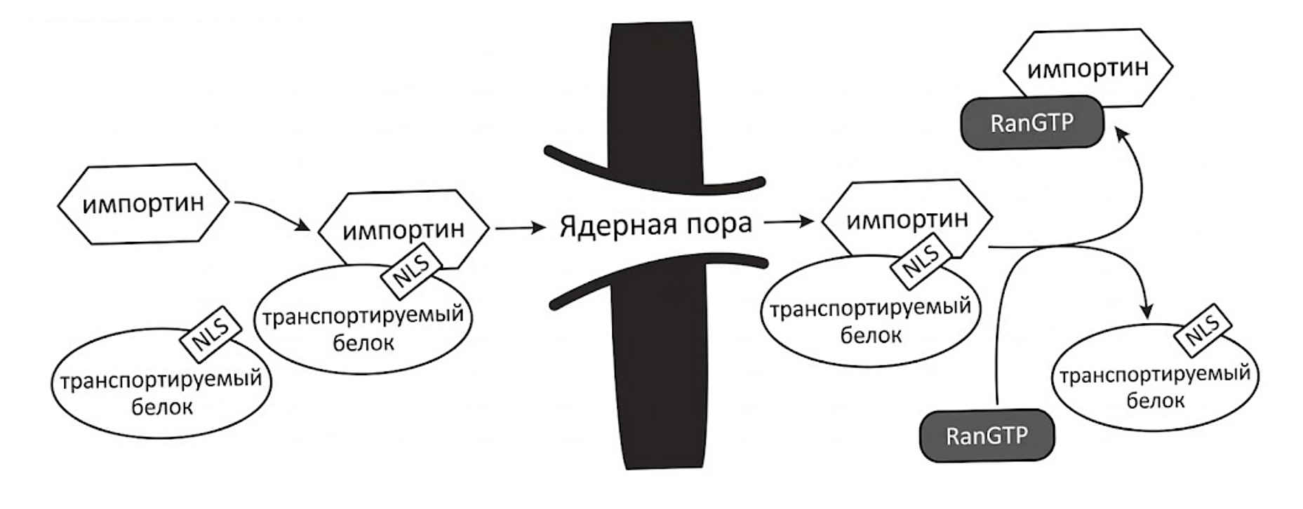 Рисунок