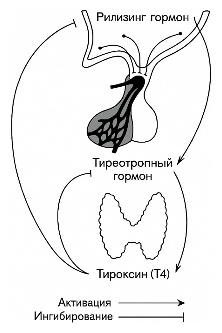 Рисунок