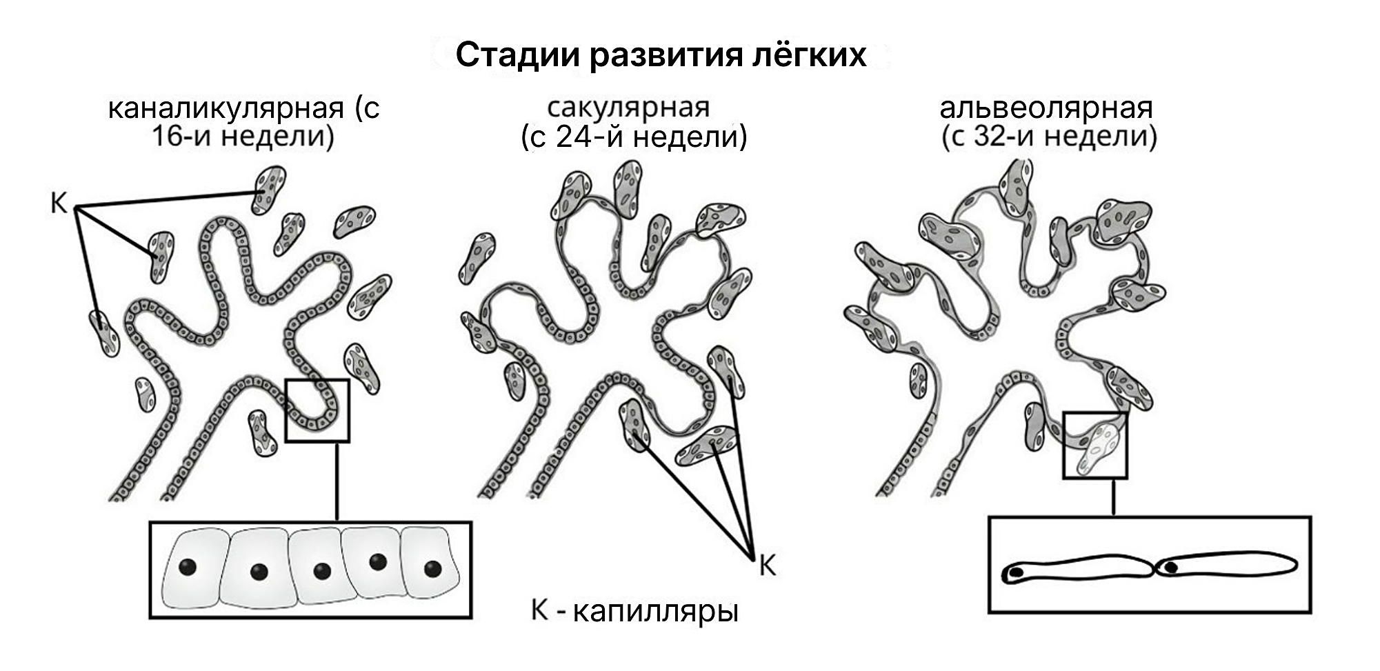 Рисунок