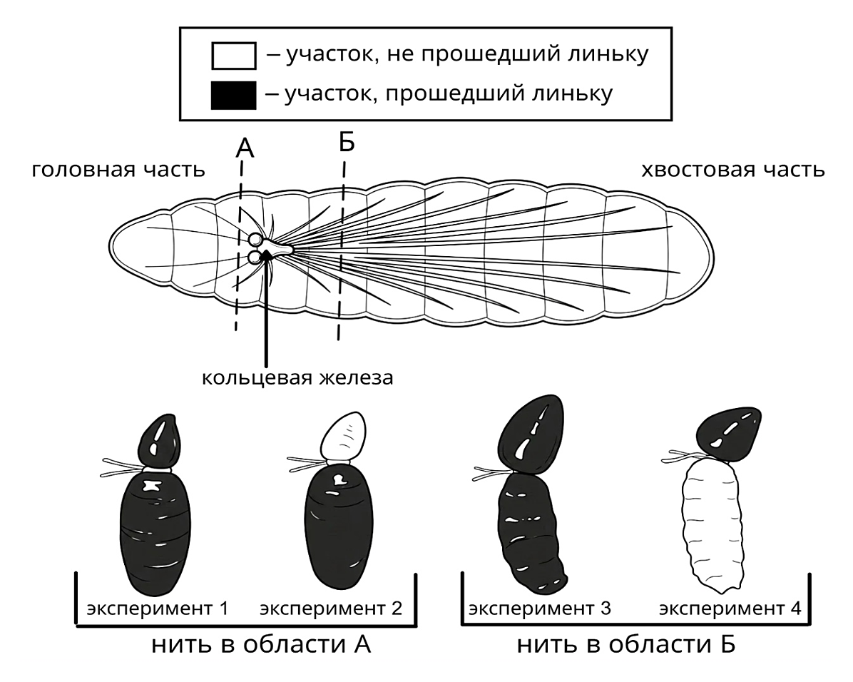 Рисунок