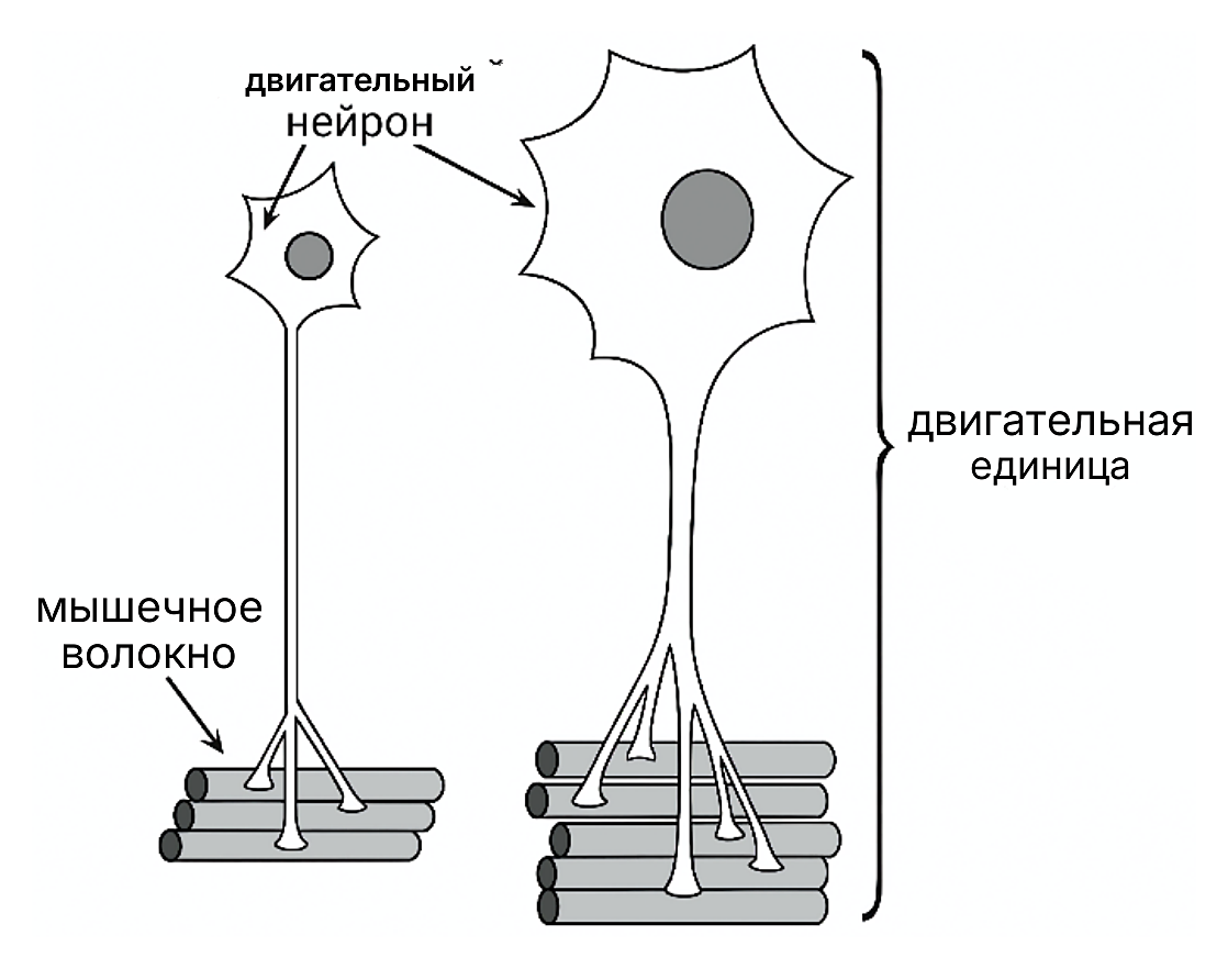 Рисунок