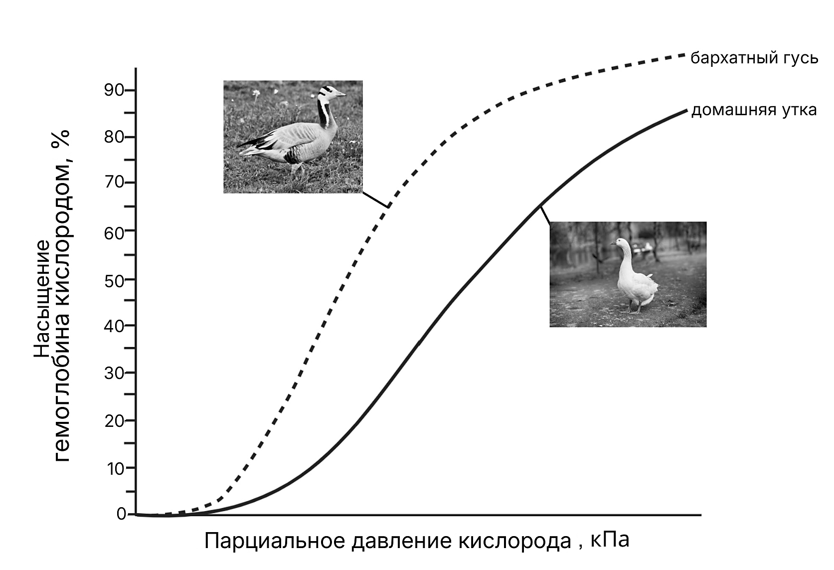 Рисунок