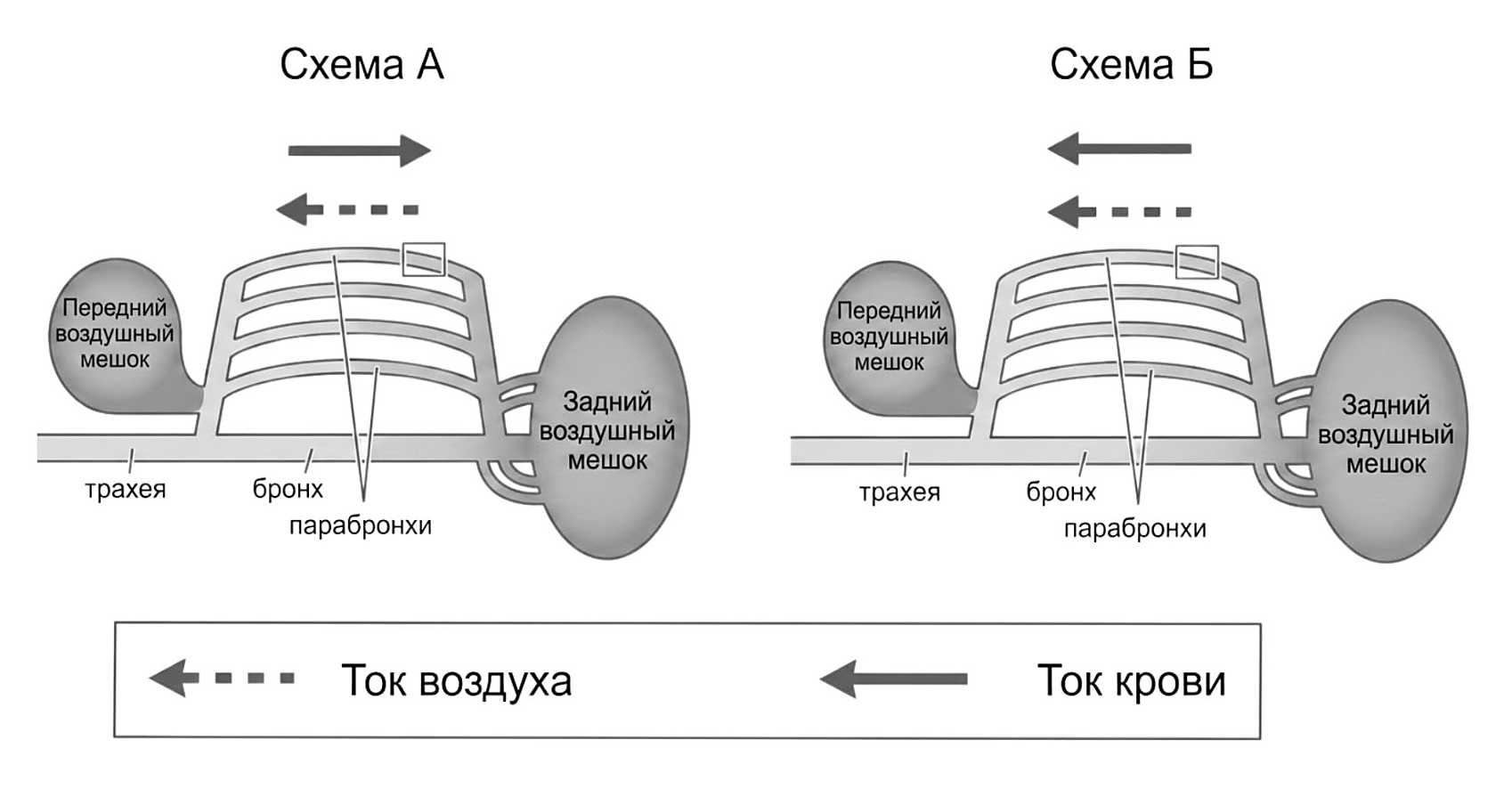 Рисунок