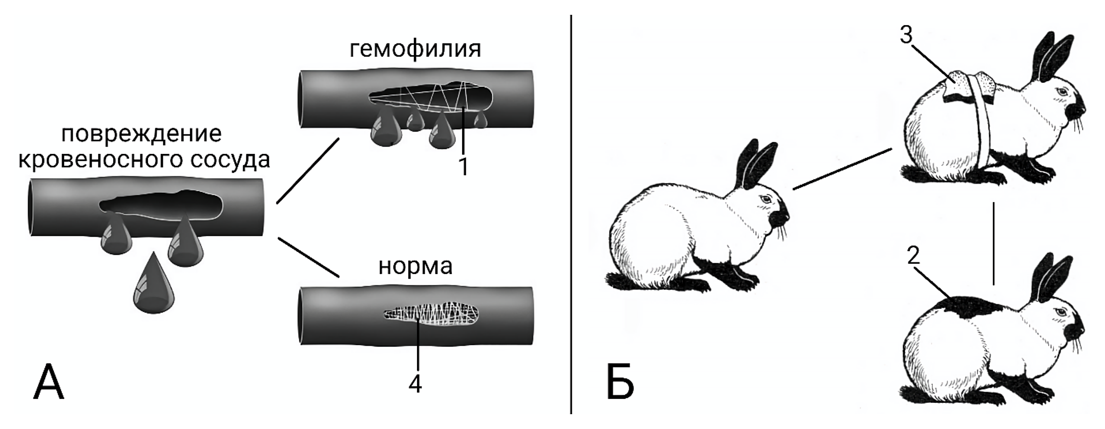 Рисунок