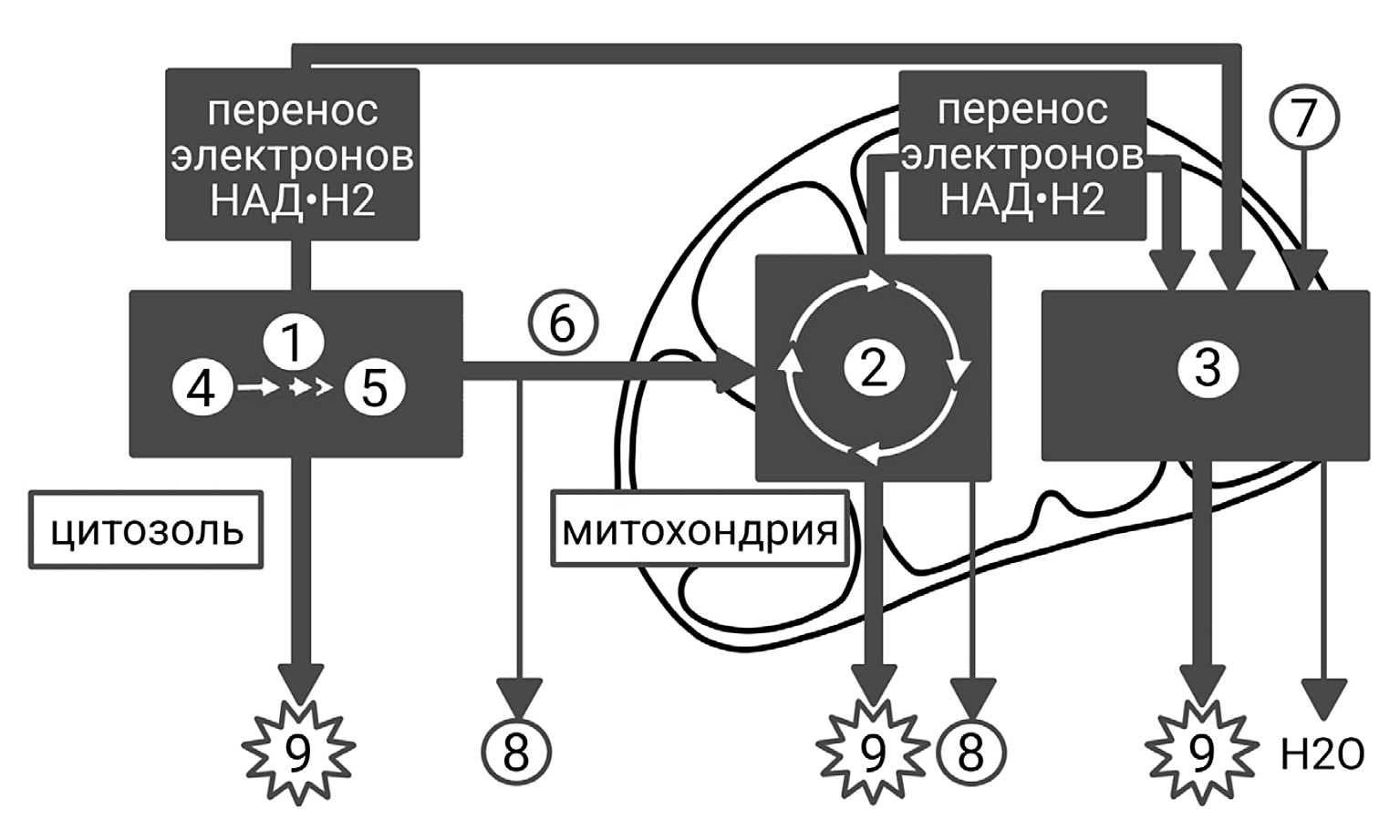 Рисунок
