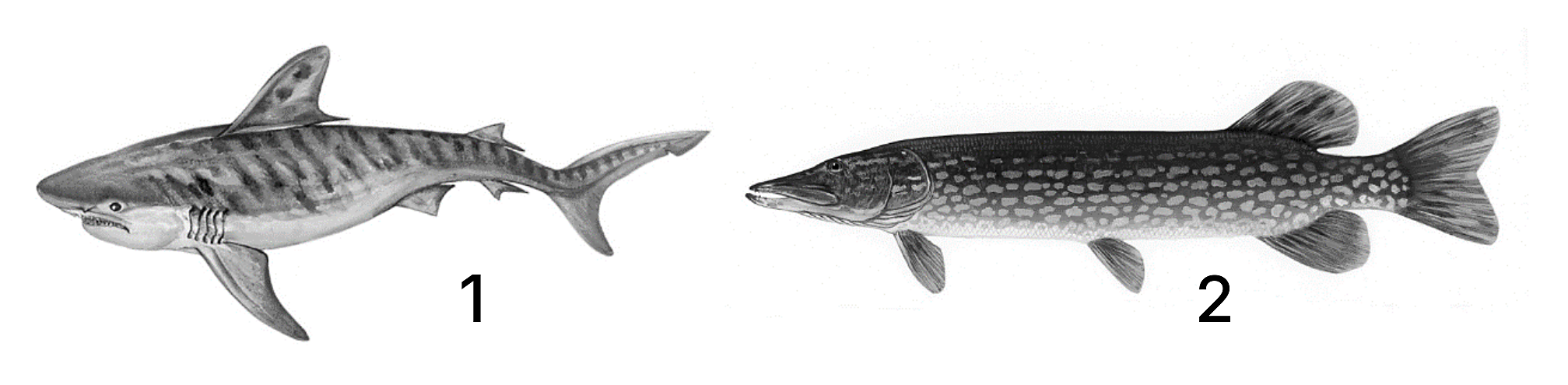 Рисунок