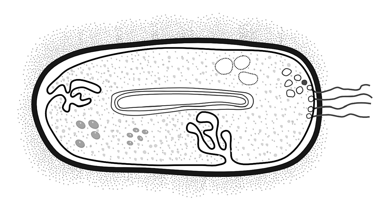 Рисунок