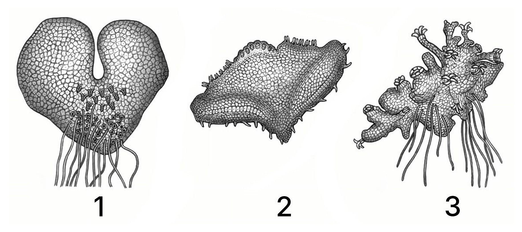 Рисунок
