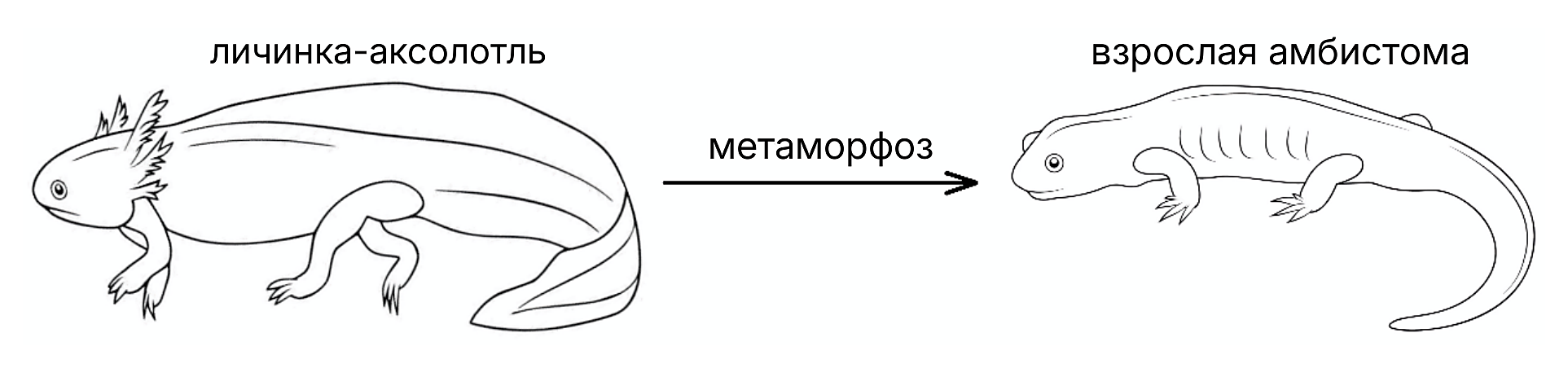 Рисунок