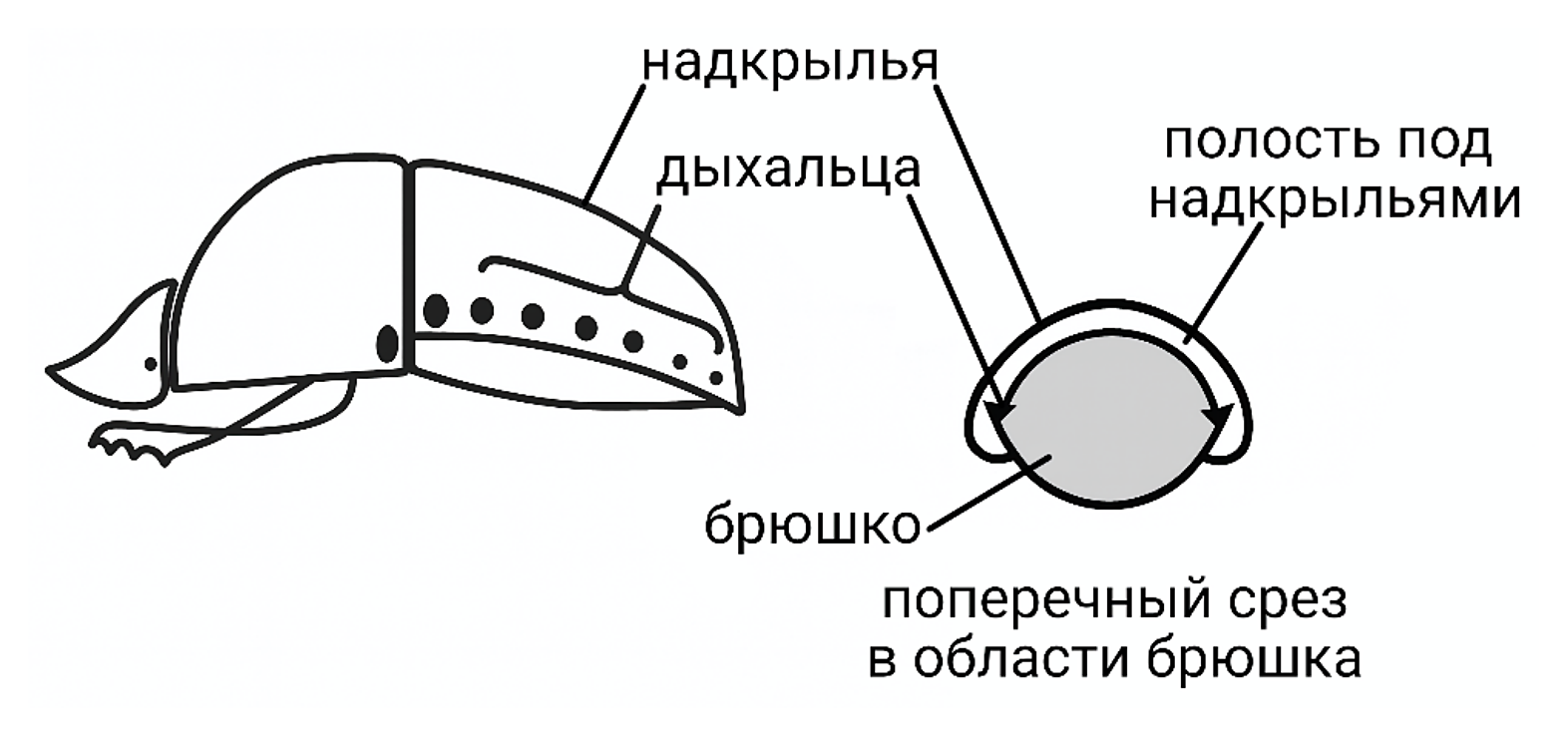 Рисунок
