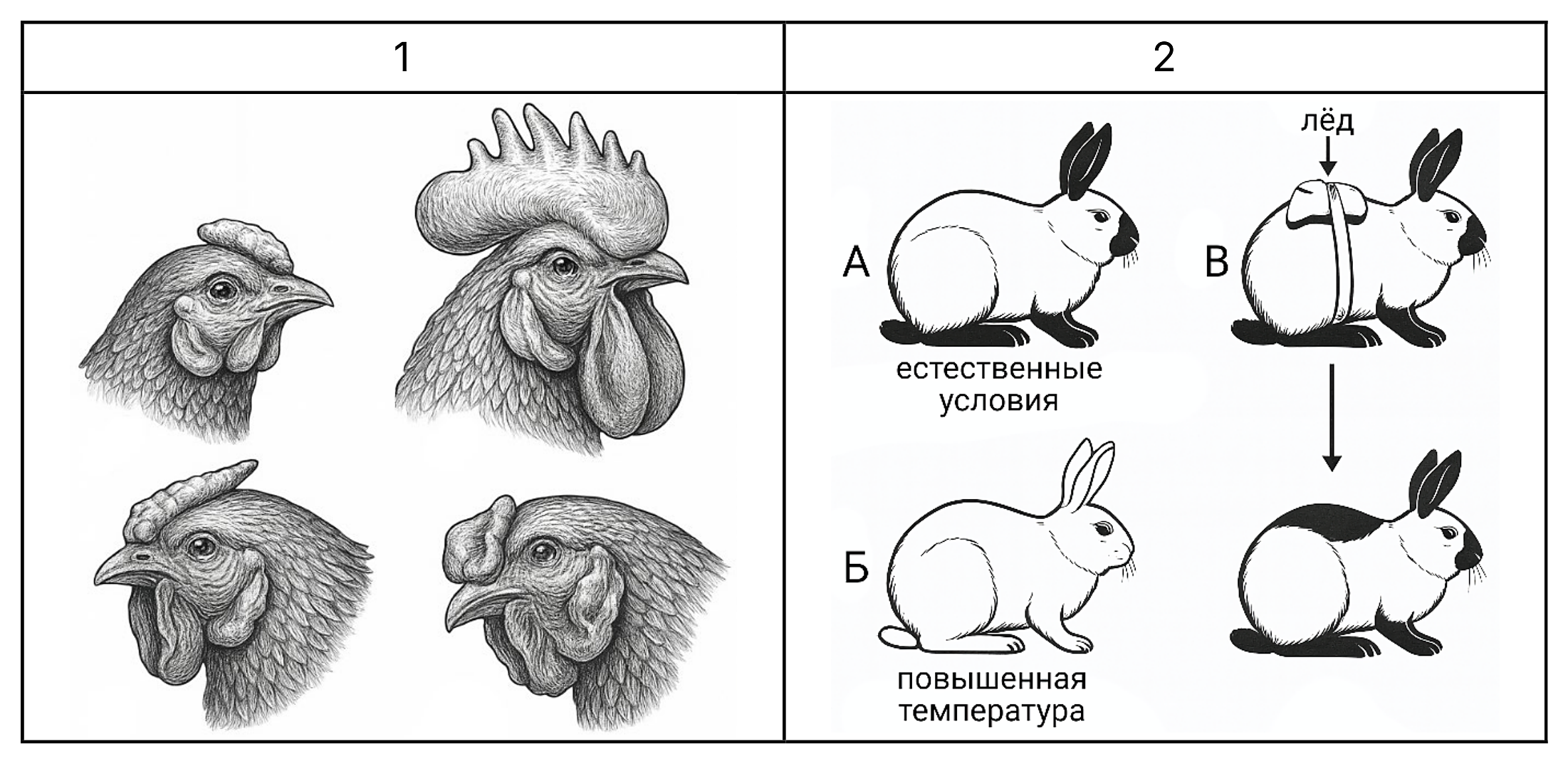 Рисунок