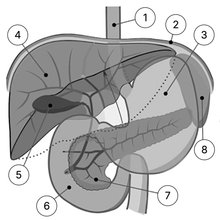 Какие органы обозначены на рисунке цифрами 1-8?
