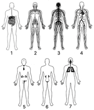 Какие системы органов обозначены цифрами 1-7?