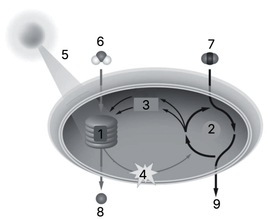 Какие процессы и молекулы обозначены цифрами 1-9?