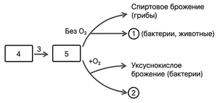 Какие молекулы и процессы обозначены цифрами 1-5?